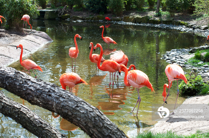 Pink flamingos in the lake of the Dresden Zoo