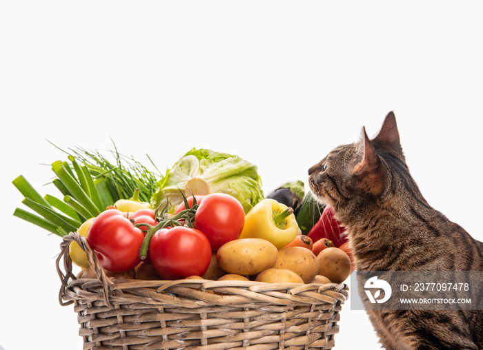 A cat and a basket of vegetables. Place for your text. Isolate on white background