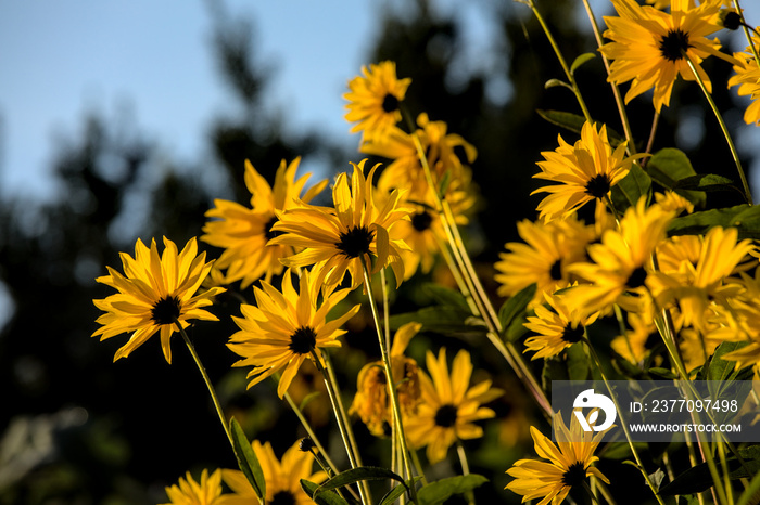 Viele kleine Sonnenblumen im Sonnenlicht im Garten strahlend gelb mit Bokeh Hintergrundunschärfe