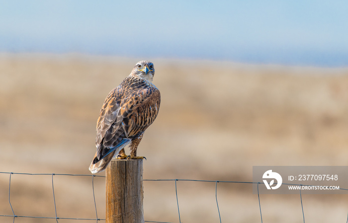 A Gorgeous Ferruginous Hawk Perched on a Fence Searching for Prey