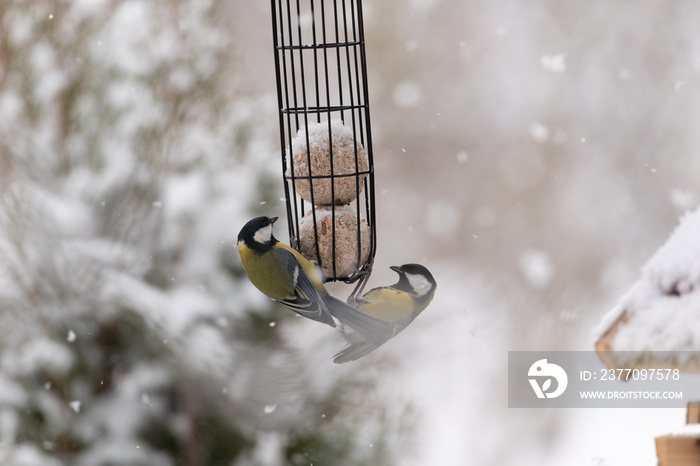 Tit in a bird feeder on a snowy winter day