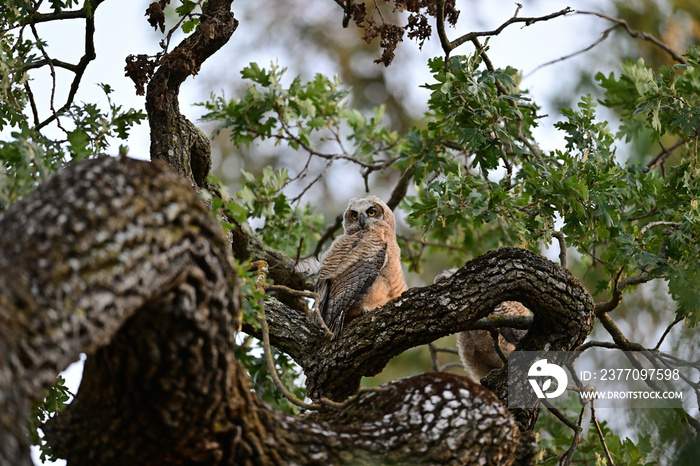 Great Horned Owl - Bubo virginianus