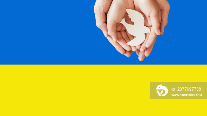 hands holding white dove bird on blue and yellow background. Pray Peace for UKraine