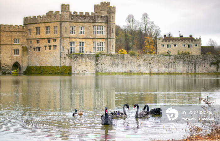 Black swans swimming on the lake in front of Leeds castle