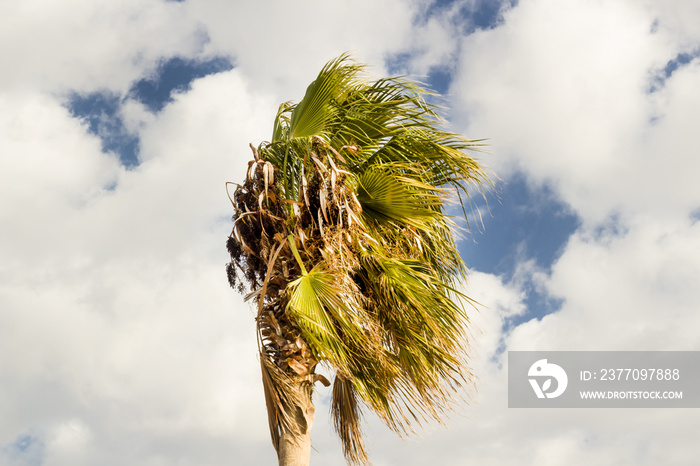 A palm tree with white clouds,leaves flying in the windy weather