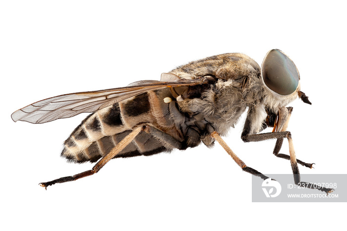 Large marsh horsefly species Tabanus autumnalis