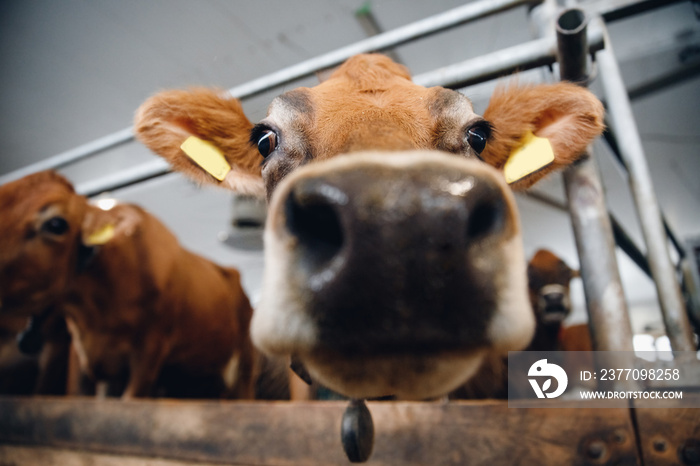 Close up of large wet nose of red cow