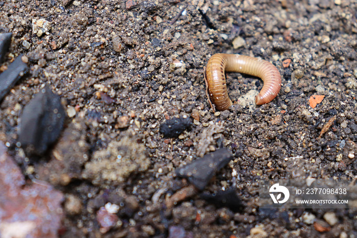 Close up of earthworm on wet soil with some small pieces of coal and stones.