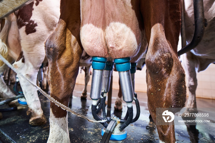 Udders of a cow connected to a milking machine on a dairy farm