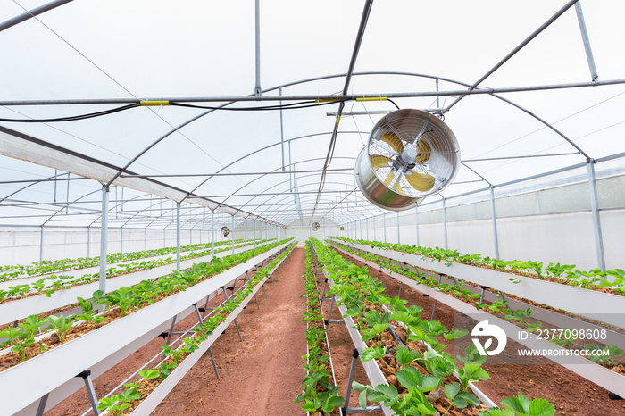 Fan in agricultural strawberry greenhouse in smart farm