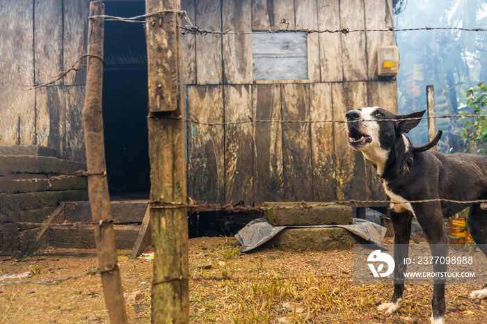 A mestizo dog guarding a poor house in Nicaragua, Latin America