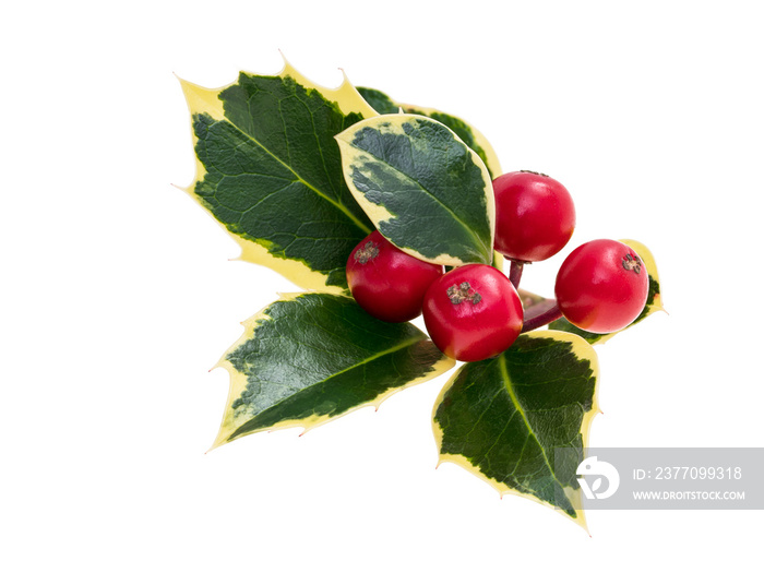 Close up of holly leaves with yellow edges and red berries isolated on white background