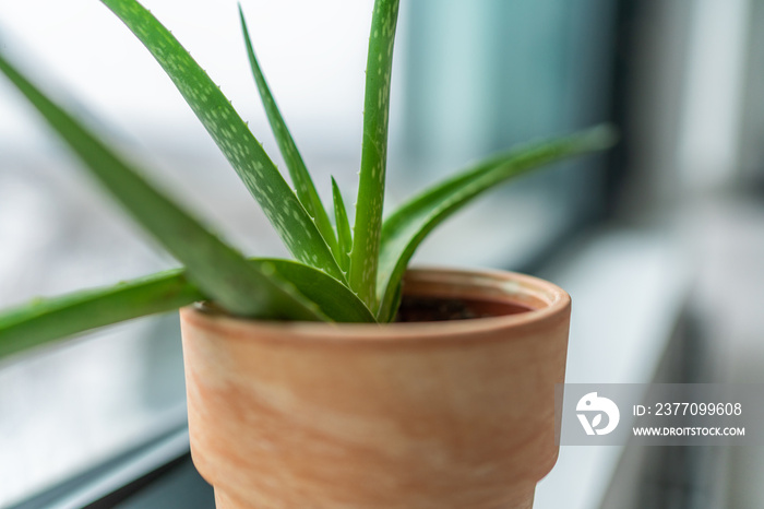 Plant at home in winter - Air purifying plant Aloe Vera is good to clean air from toxic pollutants such as benzene, xylene. Potted plants indoors in apartment.