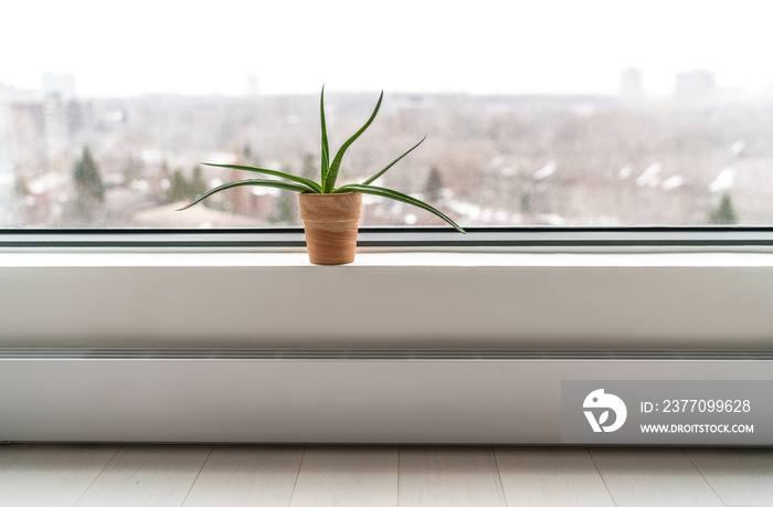 Plant by apartment’s window in winter - Air cleaning plant Aloe Vera to clean air from toxic chemicals - natural purifier indoors in condo building.