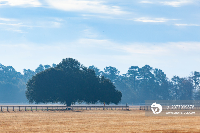 Aiken Training Track Oak Tree on a hazy morning.