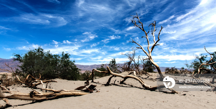 Death Valley landscape with rotten log