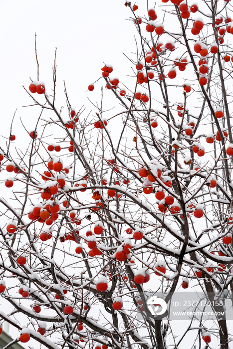 雪中的柿子树