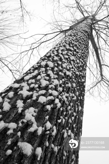 大雪后的一棵树