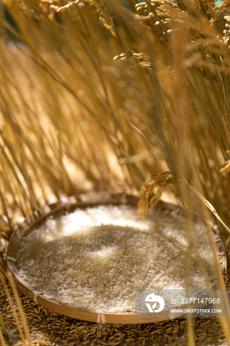 大米和水稻