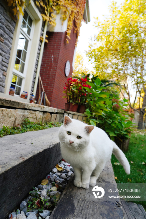 私家花园里的猫