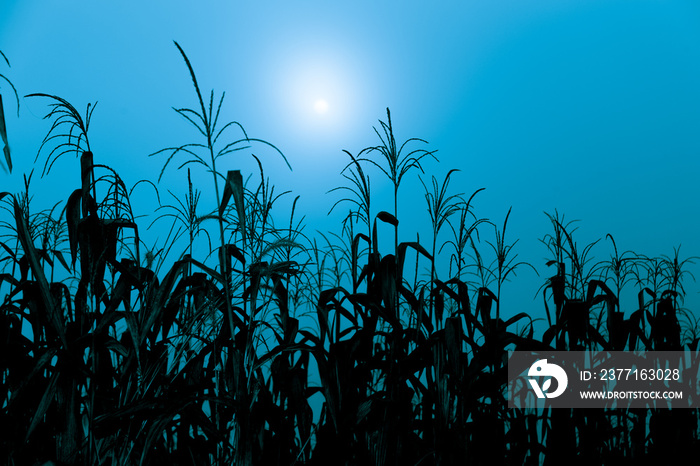 Silhouette corn filed with blue tone sky with sun