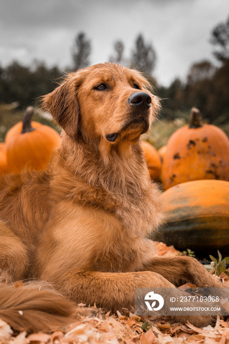 Portrait of young golden retriever puppy dog at Halloween pumpkin patch in autumn