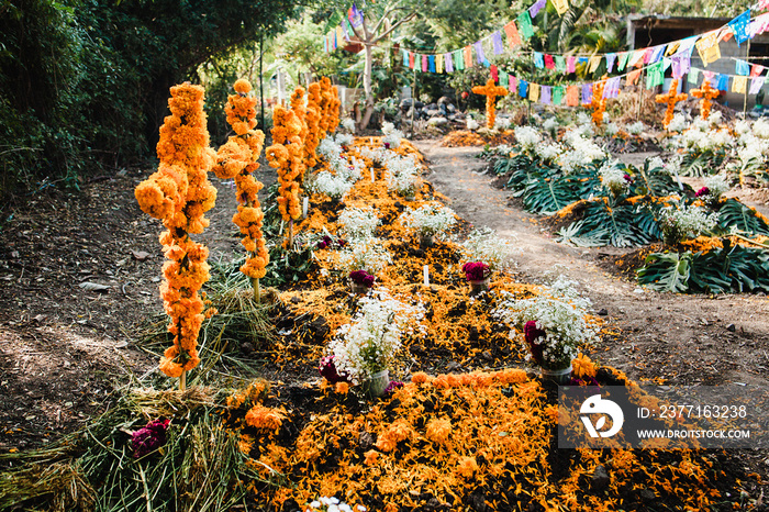 Dia de los Muertos Mexico, cempasuchil flowers for day of the dead, Mexico cemetery