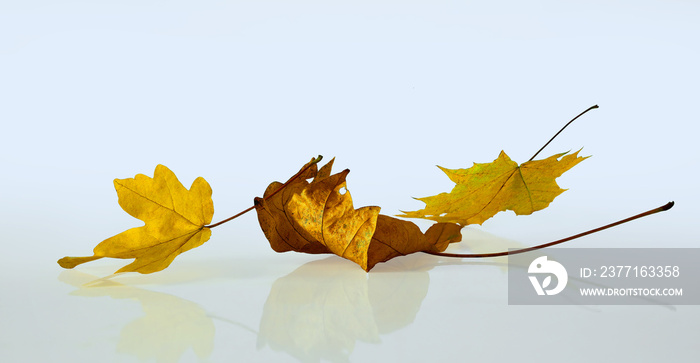 Fall yellow maple leaves on a light background for autumn seasonal concept or Halloween.