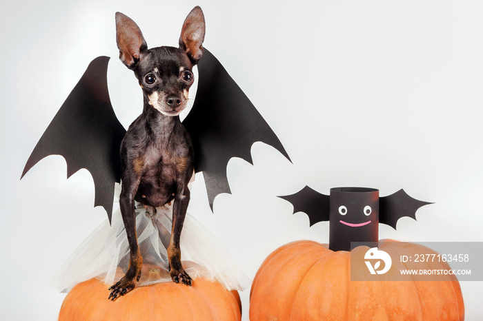 Holiday Halloween. Toy Terrier. A small dog in a suit for Halloween. A dog with wings. Dog Toy Terri
