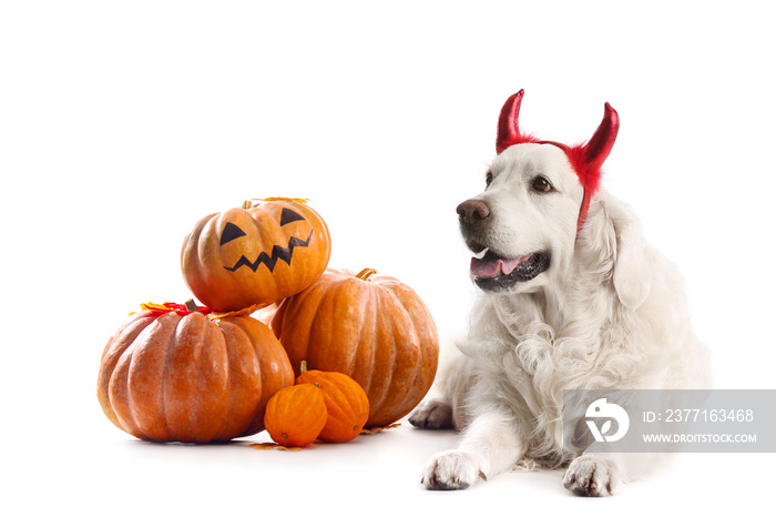 Cute labrador dog with Halloween decor and pumpkins on white background