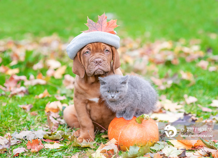 Puppy in a warm hat sildit with a kitten on autumn foliage with a pumpkin