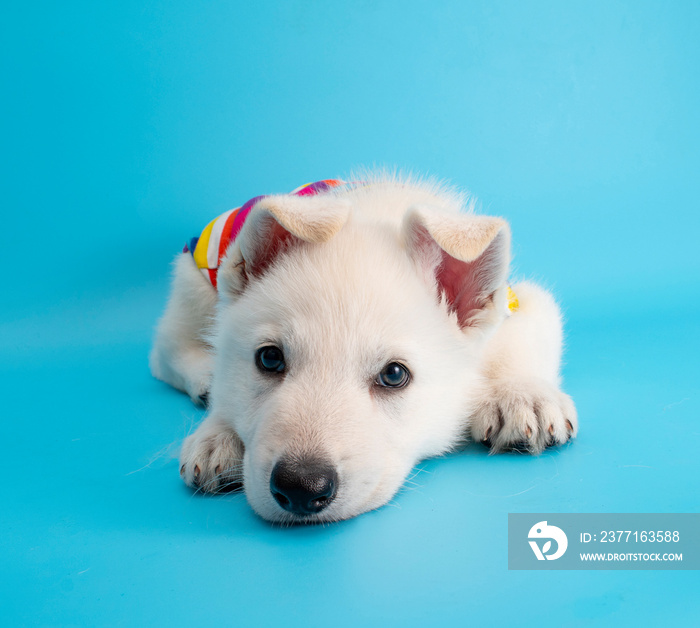 funny puppy dog with travel costume studio portrait on isolated background