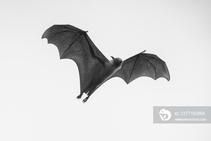 Flying bat isolated on white background