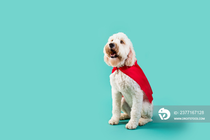 Dog wearing superhero cape on isolated background