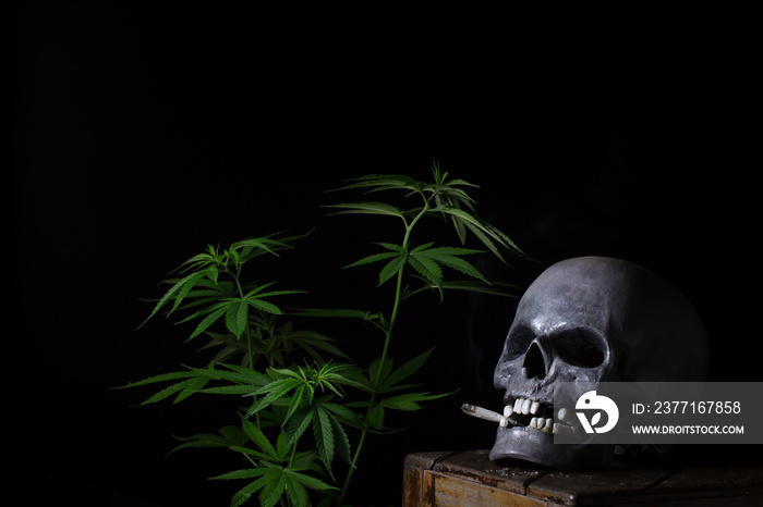 Skull Smoking Cannabis