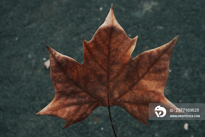 Hoja seca de otoño