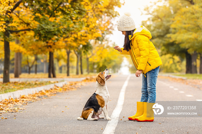 亚洲小女孩在秋季公园与可爱的比格犬玩耍