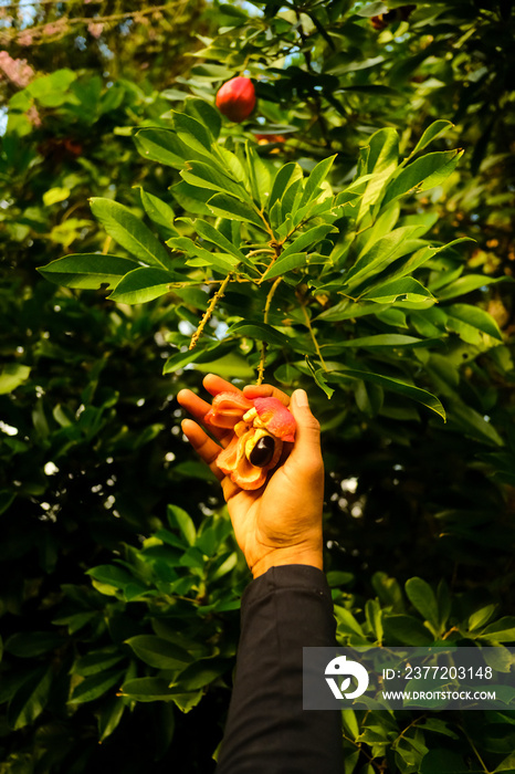 hand holding a fruit from tree