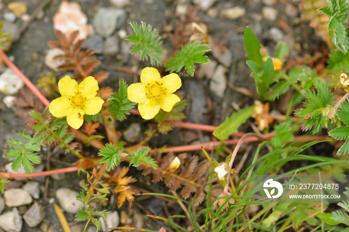 Gänse-Fingerkraut ( Potentilla anserina )