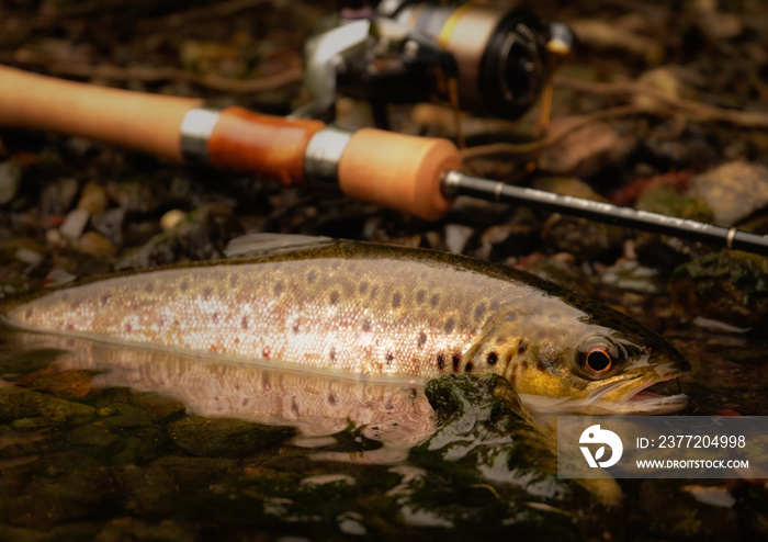 Wild brown trout