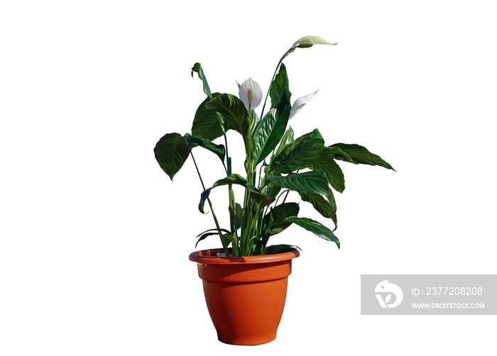 和平百合植物（Spathiphyllum wallisii），白色帆状或匙形花，在白色隔离的花盆中