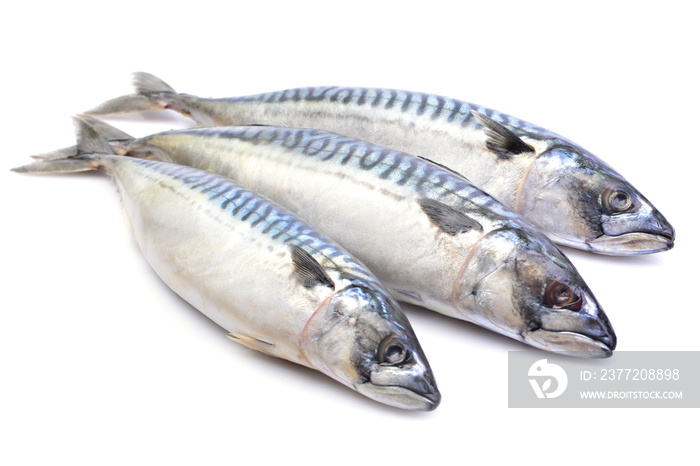 Mackerel fish on white background