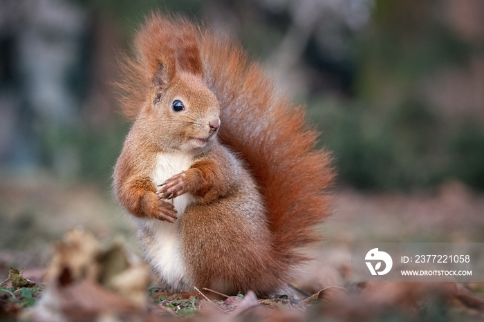 Fashion - red squirrel model in winter fur