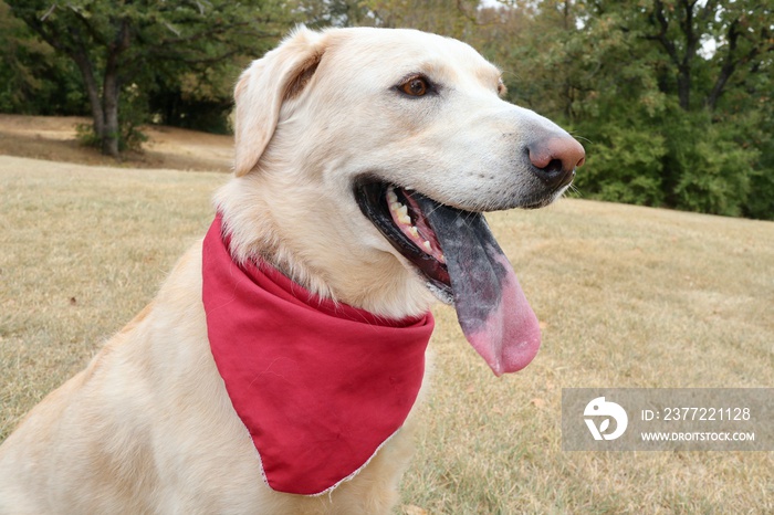 Outdoor portrait photo of a dog wearing a red bandana.