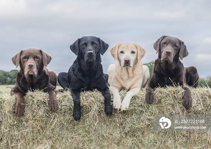 Labradors having fun