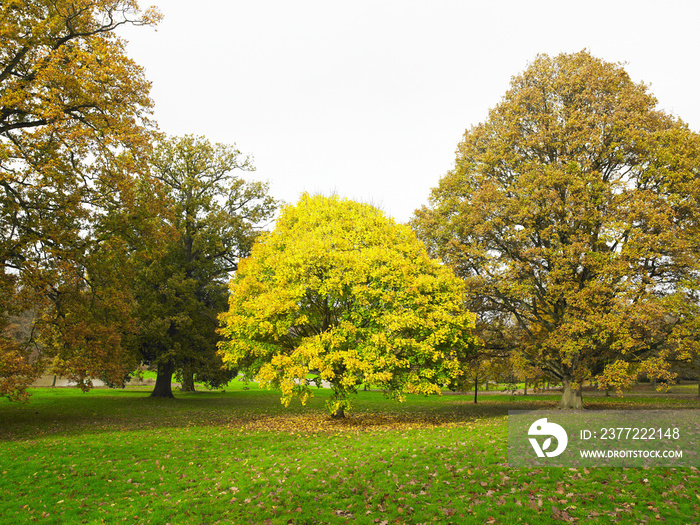 Trees in the Park