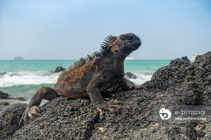 Iguana - Galápagos Islands