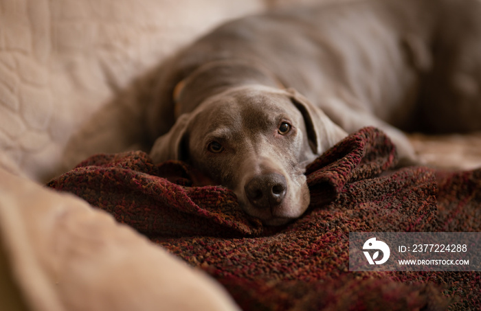 grey dog is resting on your couch