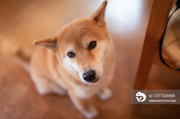 ご飯を待つ柴犬