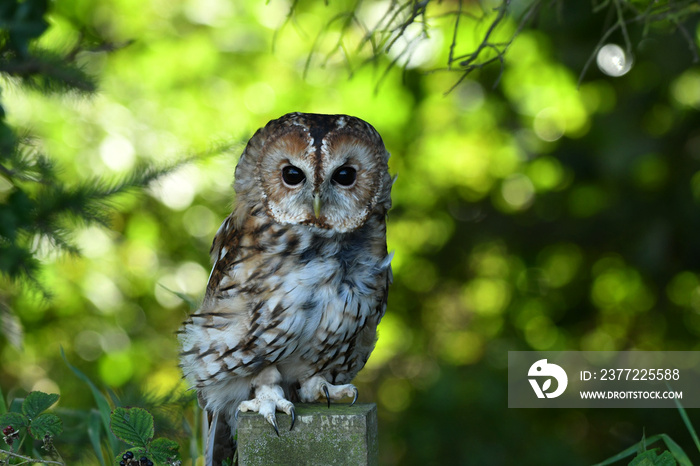 Tawny owl on the tree portrait